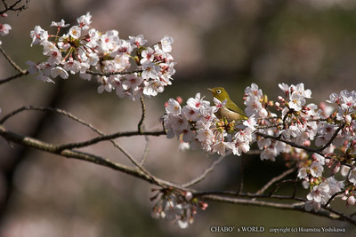 桜とメジロ-3