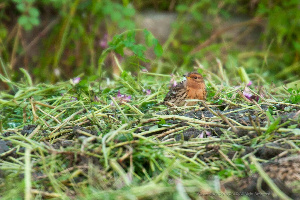 ムネアカタヒバリ