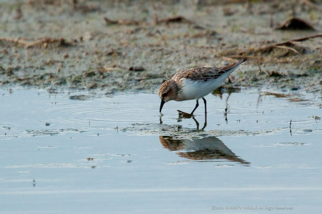 トウネン