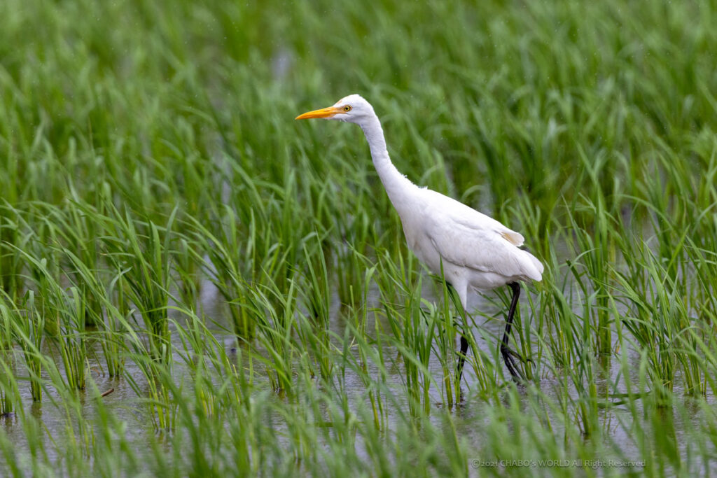 アマサギ