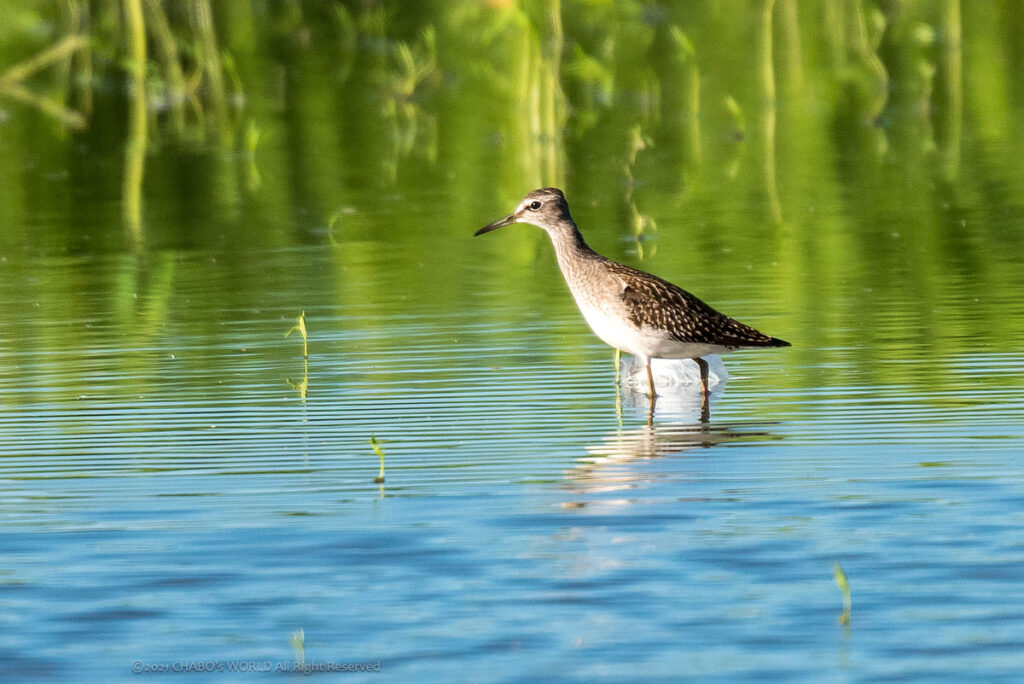 タカブシギ