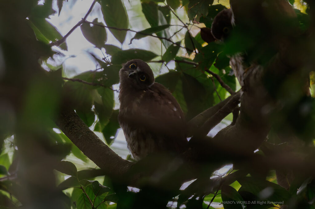 アオバズク幼鳥