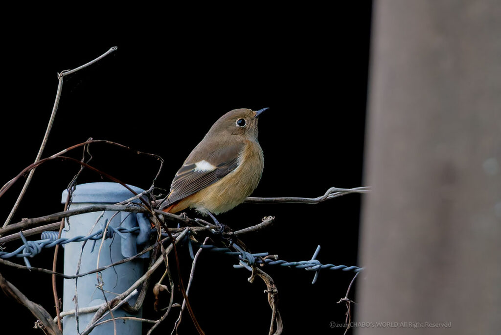 ジョウビタキ雌