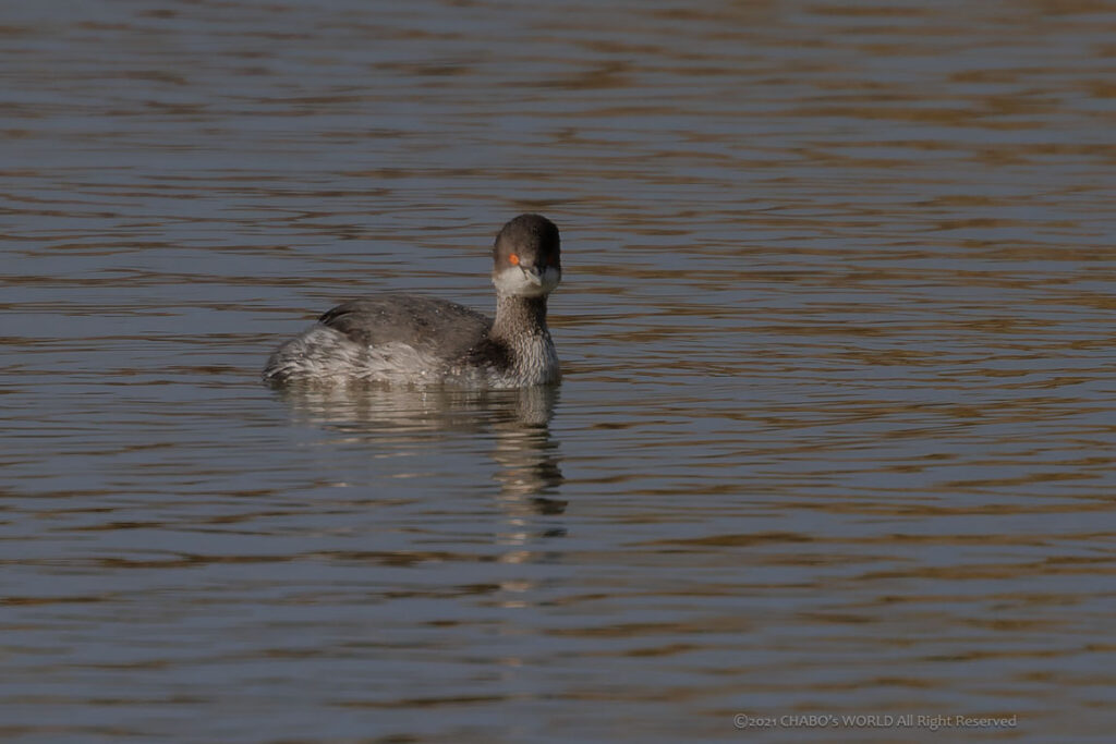 ハジロカイツブリ