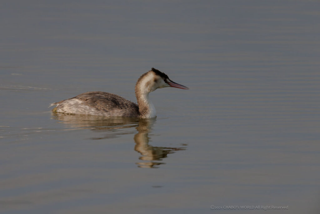 カンムリカイツブリ