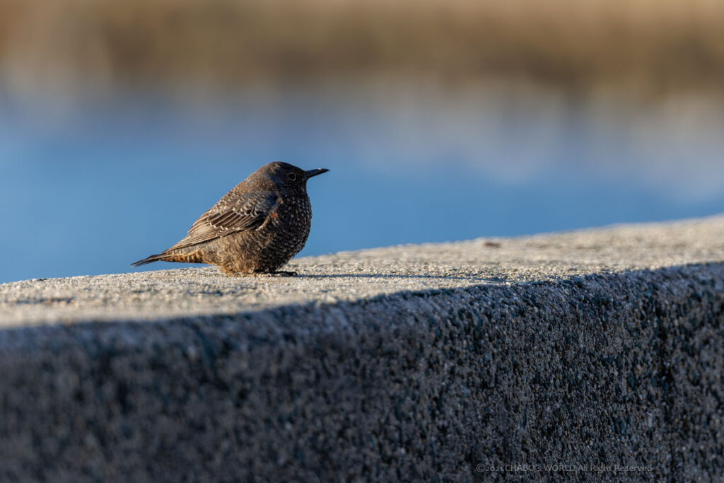 イソヒヨドリ雌