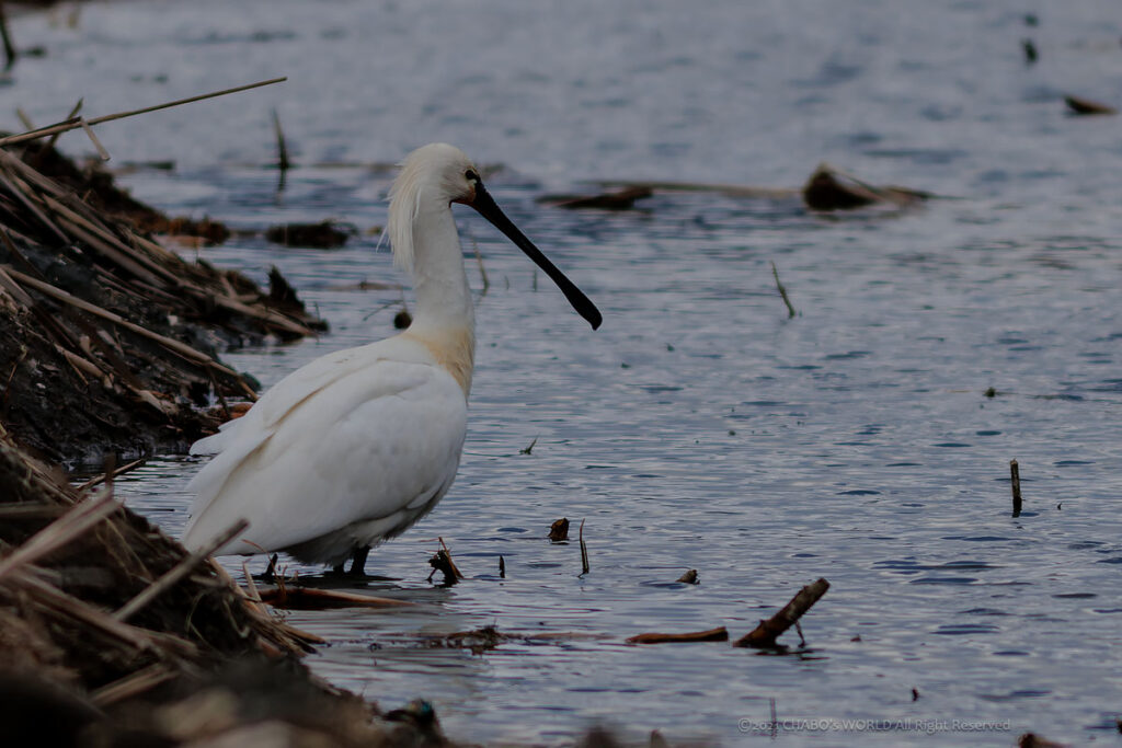 クロツラヘラサギ